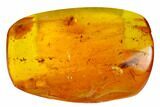 Fossil Ant (Formicidae) & Three Flies (Diptera) in Baltic Amber #173697-5